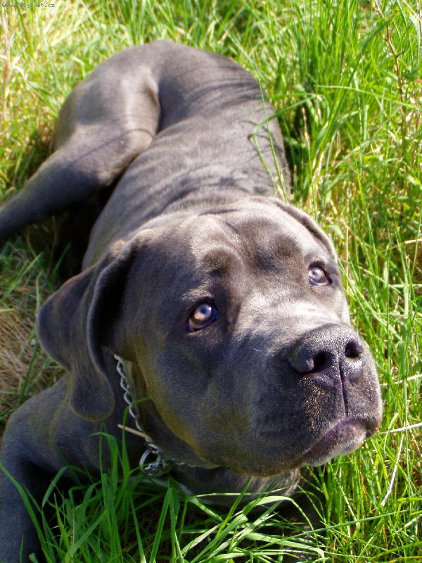 Foto: Průzkumník-pes ležící v trávě, který sleduje letadlo