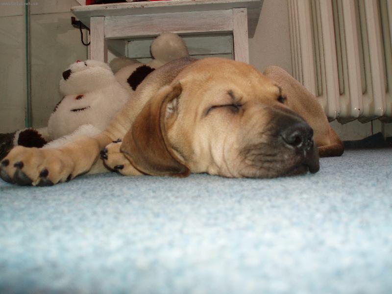 Foto: Citunka-spánek