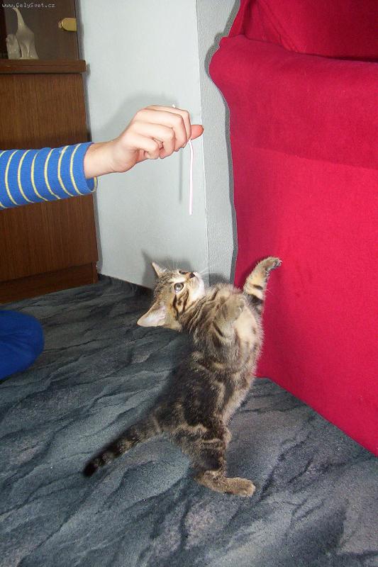 Foto: Žolina-Tančící kotě