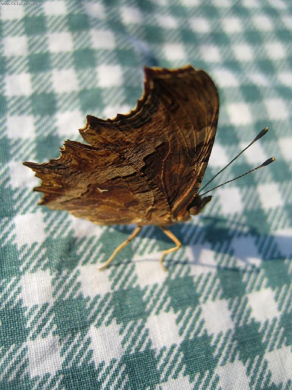 Foto: Motýl domací-Náš spolubydlící - po cely pobyt v Řeckem apartmanu