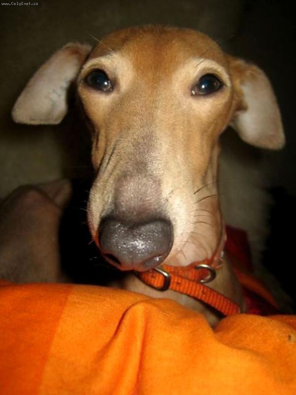 Foto: Má Fany-je prostě legrační:o)