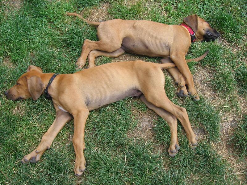 Foto: Rocky a Meggy-I NÁS unaví parné sluníčko