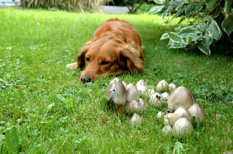 Foto: Zuzanka-Hlídání houbiček