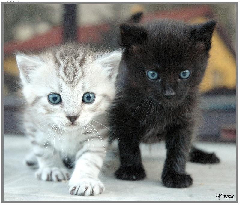 Foto: Koata-sourozenci