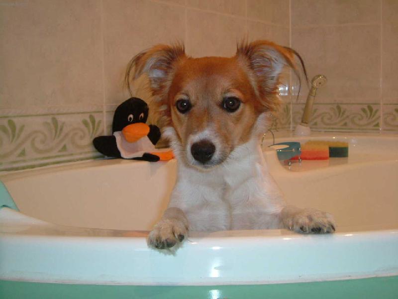 Foto: Jack Russell Terier Kelly-Kelly ve vaně