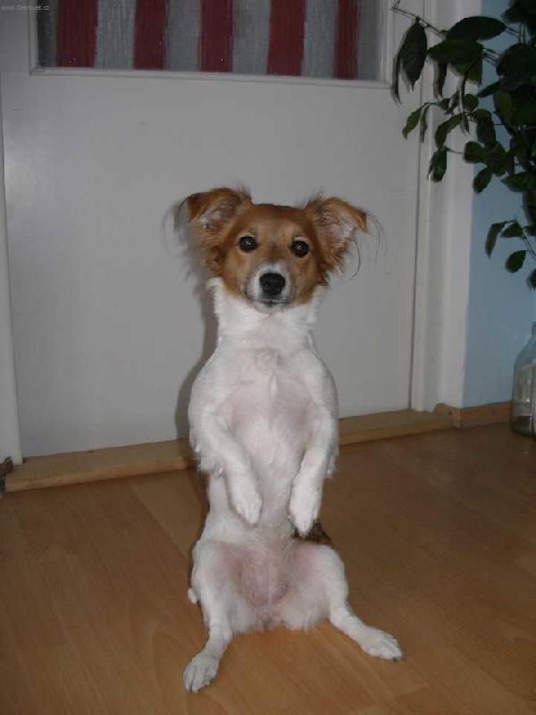 Foto: Jack Russell Terier Kelly-Chcete mě?