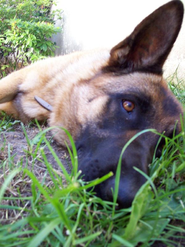 Foto: Kerrynčin kukuč-Kerry asi zrovna nad nečím přemýšlí...