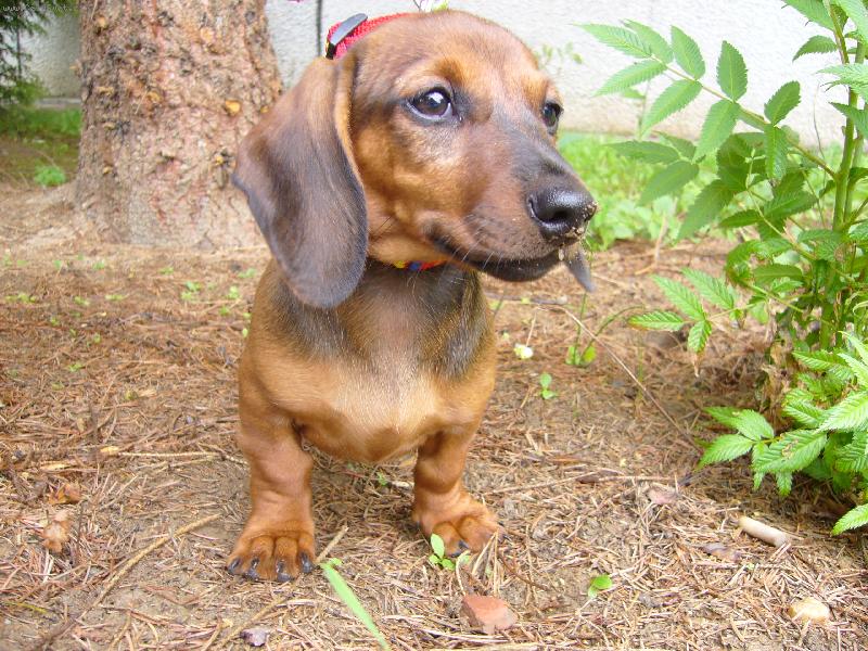 Foto: Jessie-ještě malý mrně