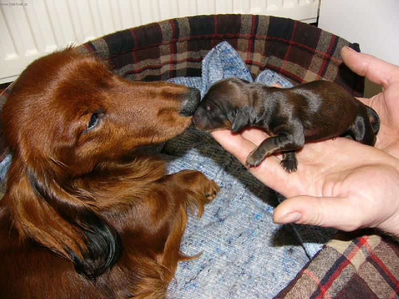 Foto: maminka s miminkem-právě narozená Garinka