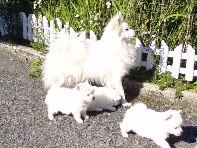 Foto: Štěnata na procházce