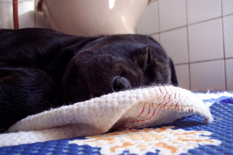 Foto: Rotvajléří holčička