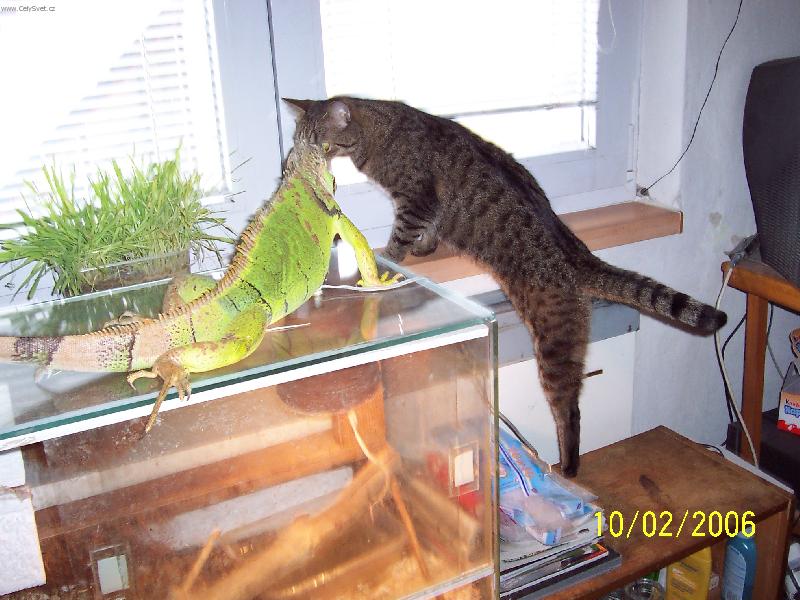 Foto: Whiskas a Fridrich-Seznamování