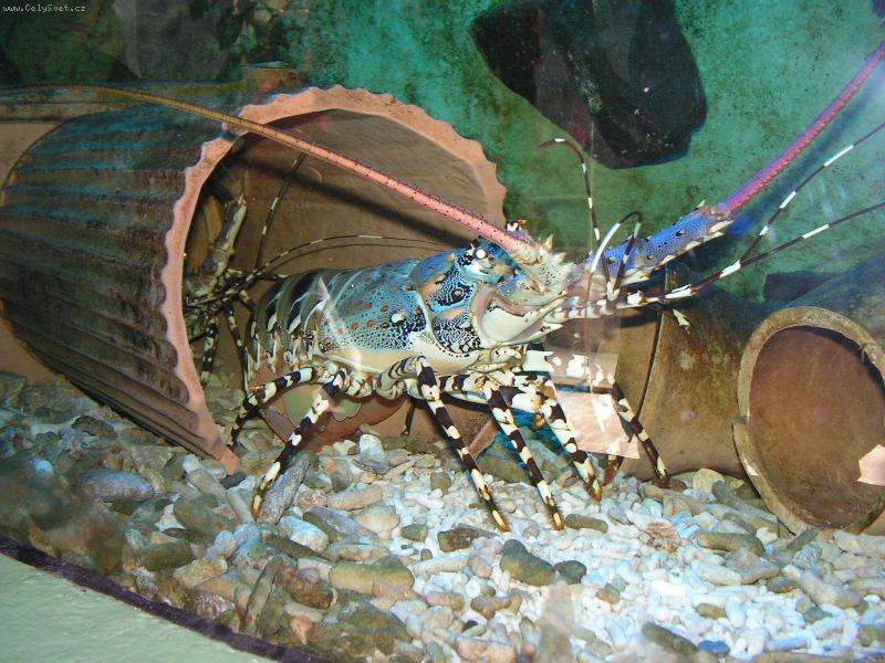 Foto: podmorske dno-zoo olomouc