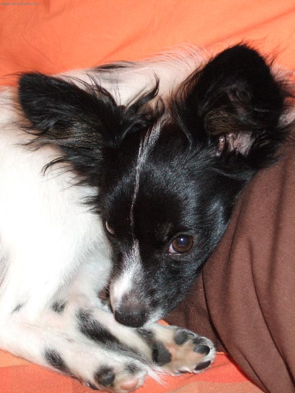 Foto: Fanynka-Jedno velké ucho nebo dvě?