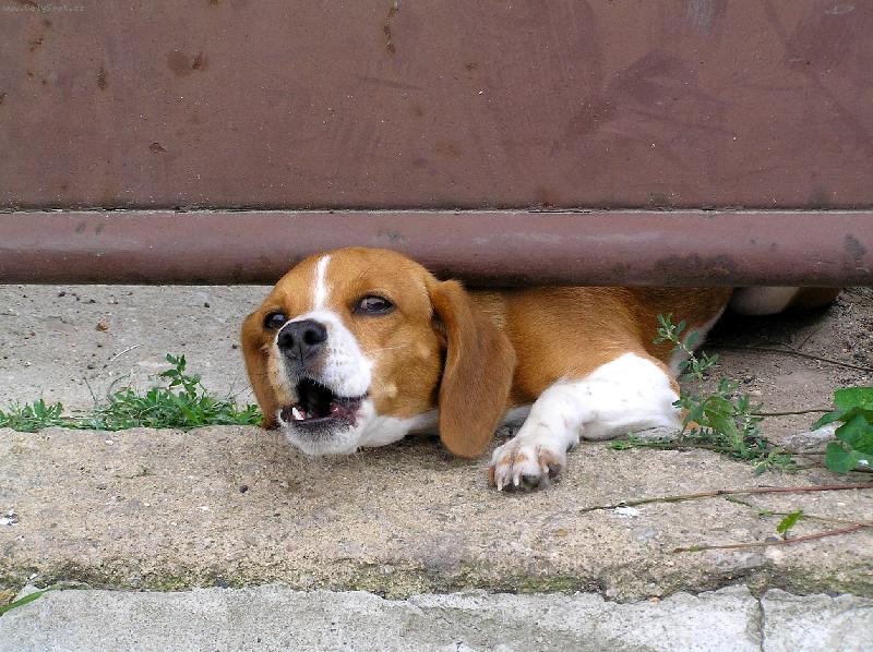 Foto: Tady hlídám já