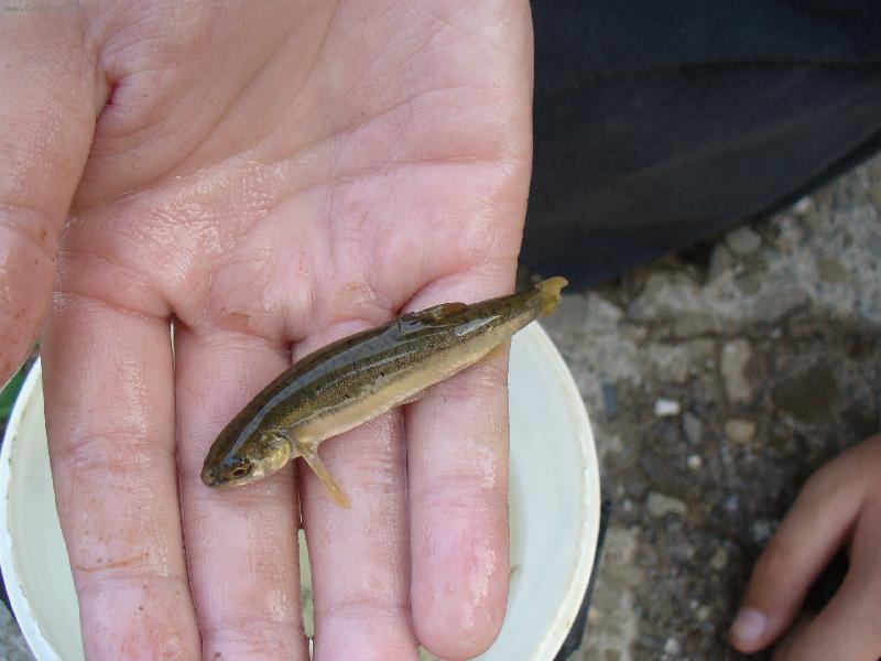 Foto: Výlet U Olše-Parádní úlovek