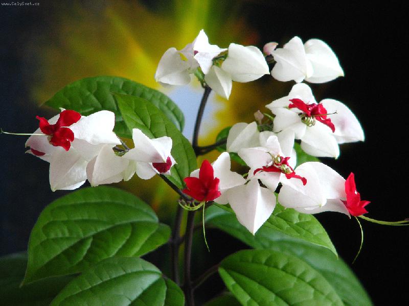 Foto: blahokeř-clerodendrum