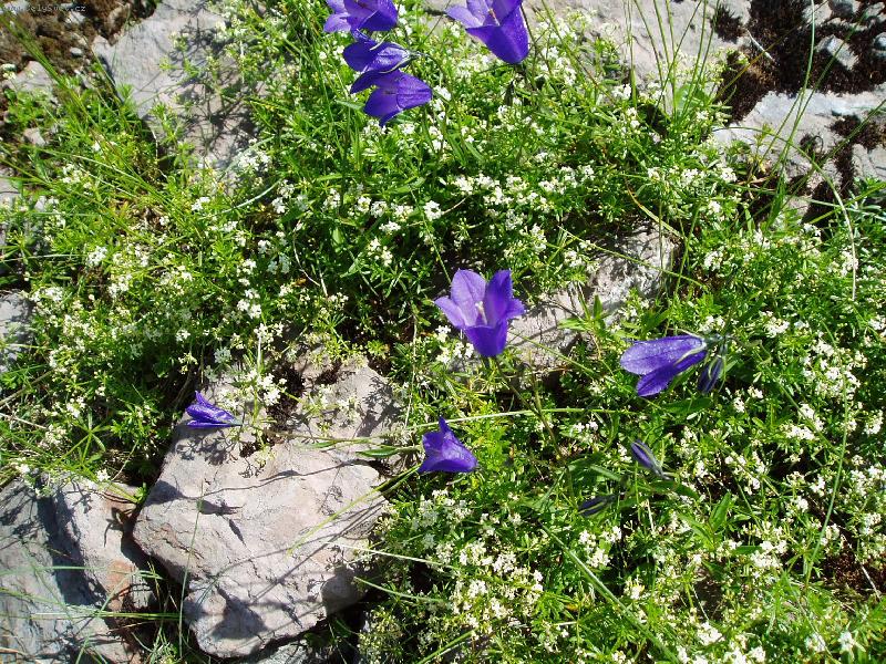 Foto: Alpsk� zvonek-Alpy-1859m