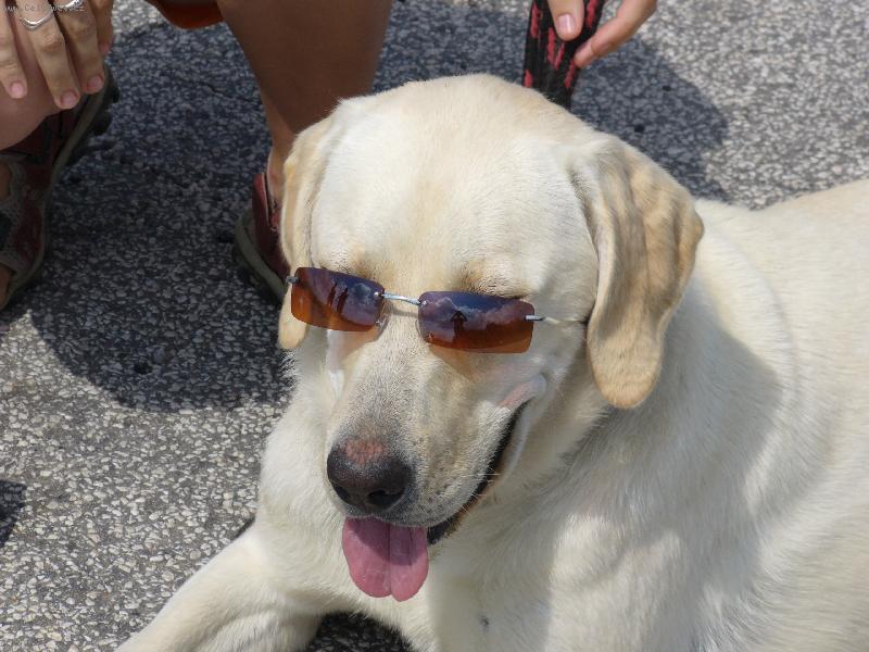 Foto: Pohodářka-Sany,nejvěrnější kamarádka,která je pro každou srandu