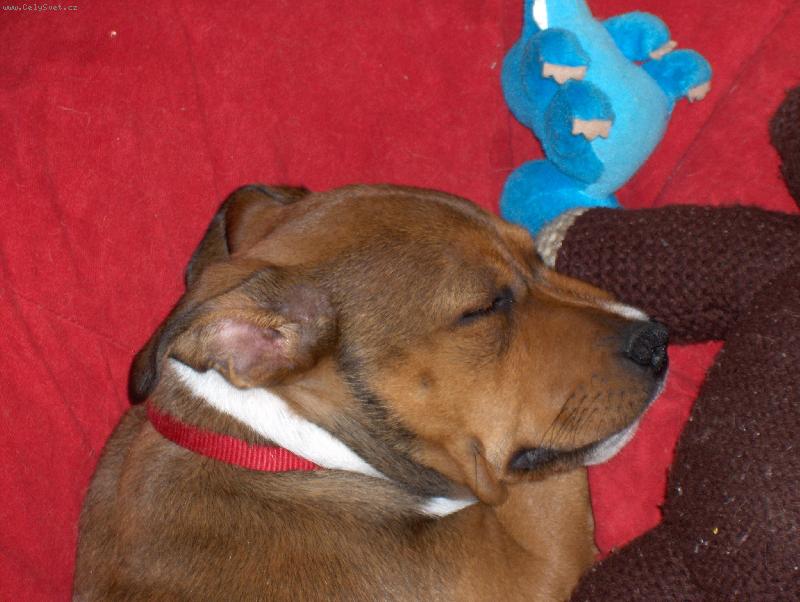 Foto: Urfa-spinkám po dlouhé procházce