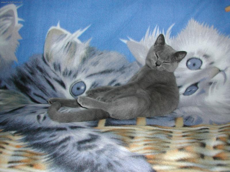 Foto: náš malý kocourek-usínání
