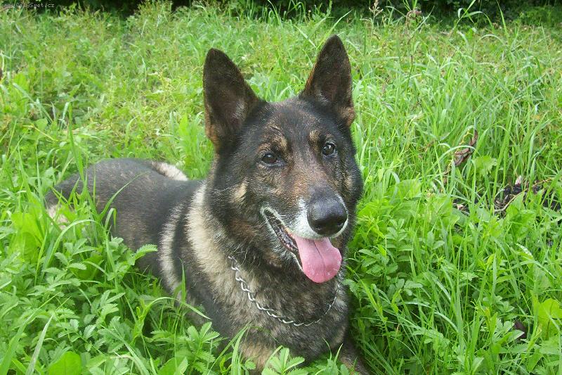 Foto: Spokojenej Beníček-Beníček v zahradě