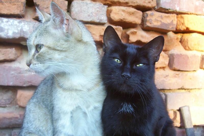 Foto: kočičí láska-matka s dcerkou