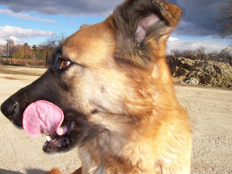 Foto: mlsná dáma-mlsná dáma