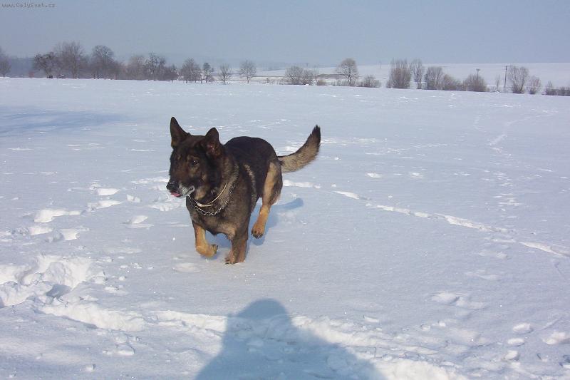 Foto: zimní řádění-beník užívá sněhu