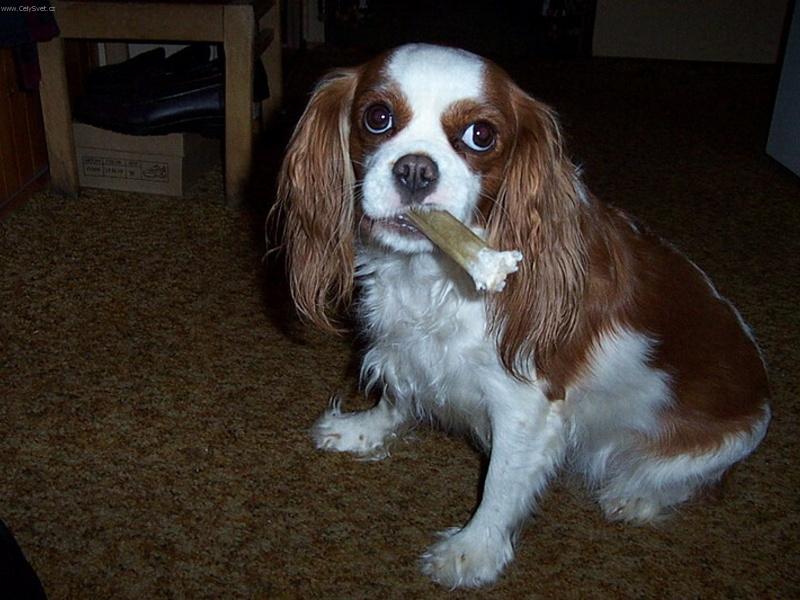 Foto: Beibi-Naše Beibinka mlsá psí žvíkačku.