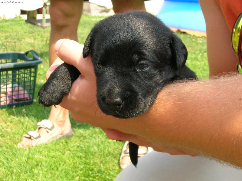 Foto: Poprvé u páníčka-Tady mi bylo 2,5 týdne a páníček s paničkou se na mě přijeli poprvé podívat.