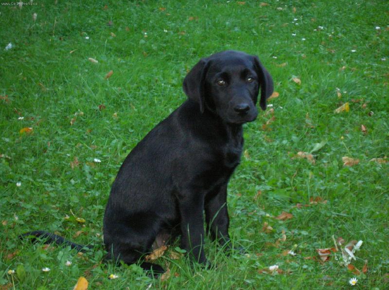 Foto: Na procházce-Jdeme domu, už mě to hraní s váma nebaví!