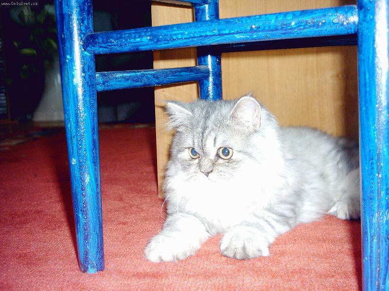 Foto: Perská kočka-čekám až něco vyleze