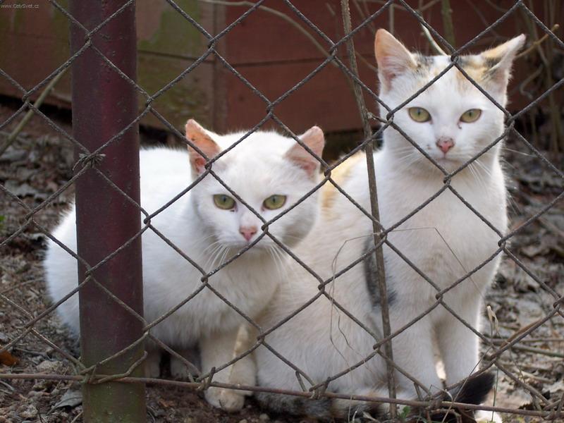 Foto: Tudy cesta nevede,sestřičko!-Náhodná fotka koček za plotem