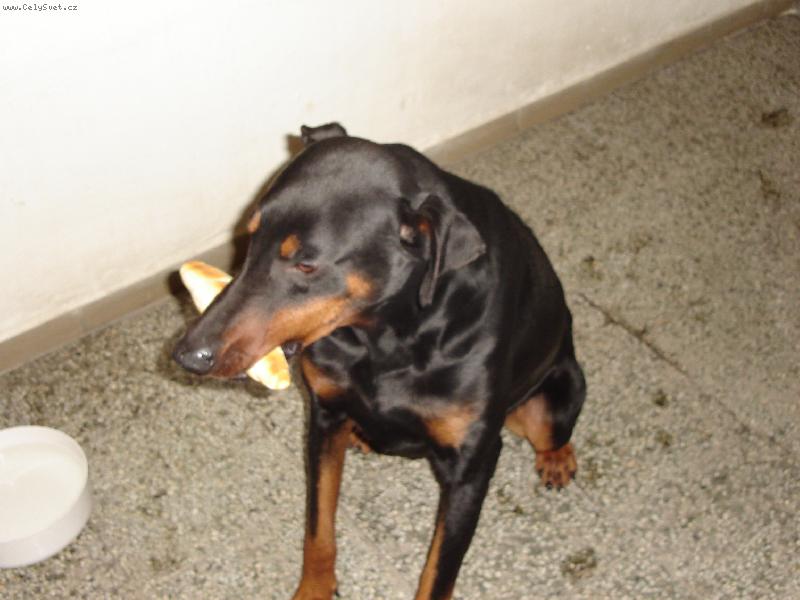 Foto: Sorbonek s rohlíkem