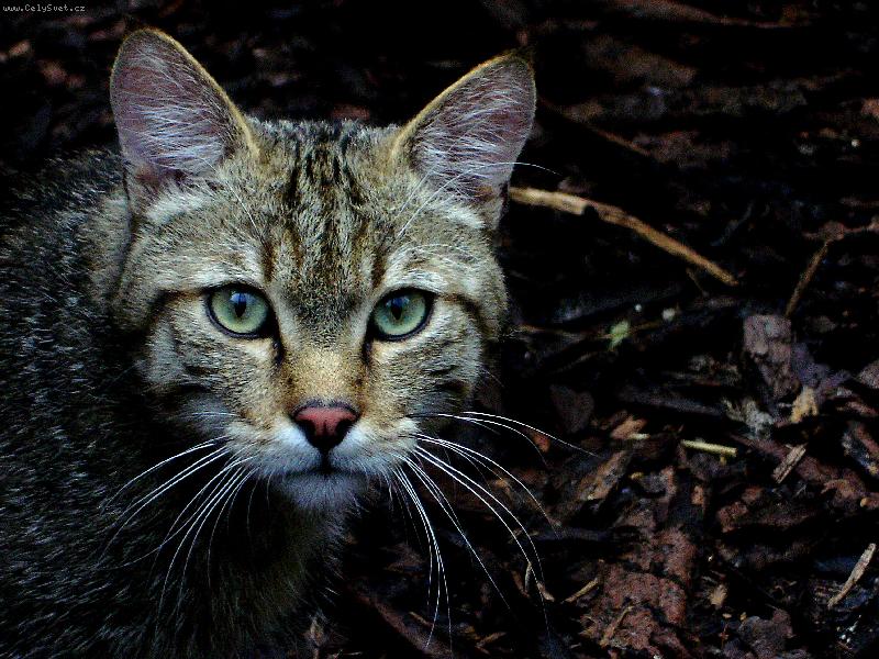 Foto: Ko�ka dom�c�