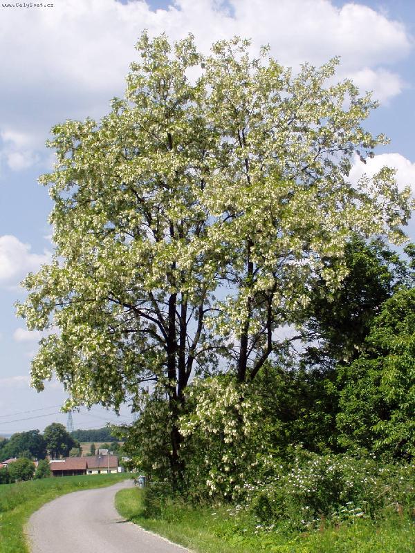 Foto: Cestička k domovu