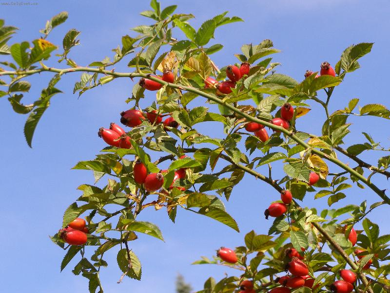 Foto: Šípek-pořízeno v Dětmarovicích na Karvinsku