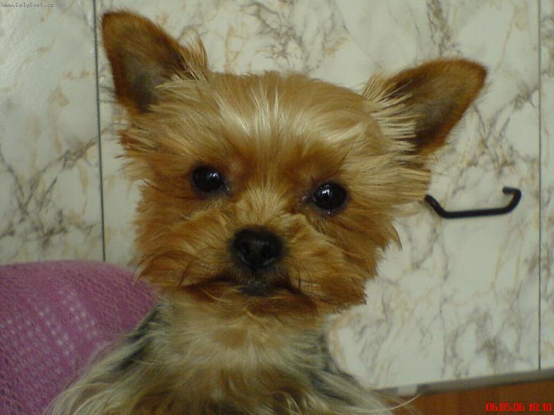 Foto: Samík-nevinný kukuč malého ďáblíka