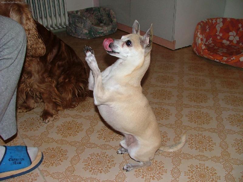 Foto: Kdo má delší???-...každý den před večeří hezky poprosím!