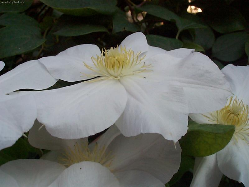 Foto: B�lou�k� klem�tis