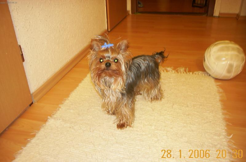 Foto: Maxík--To jsem ale fešák.