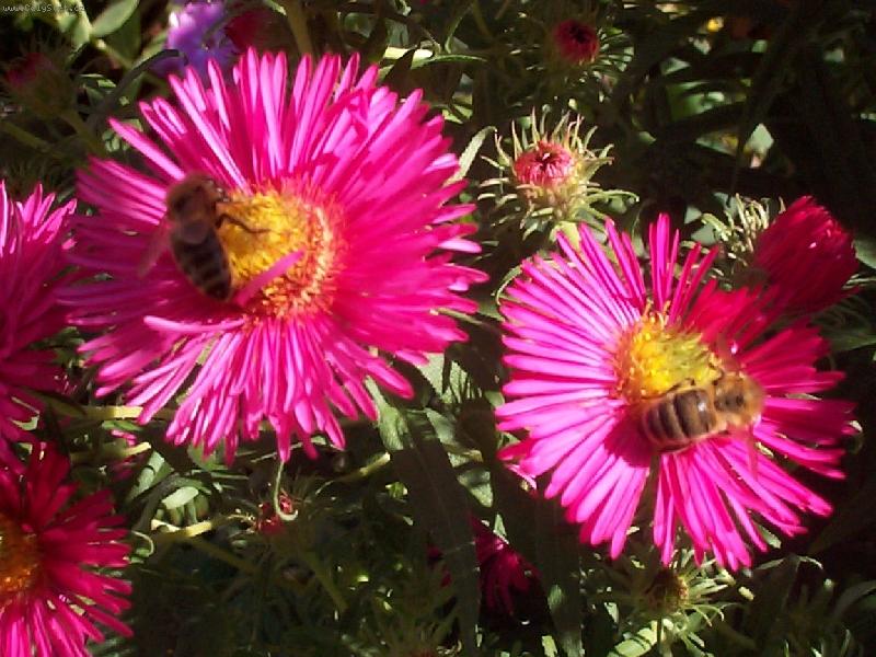 Foto: R��ov� nebe