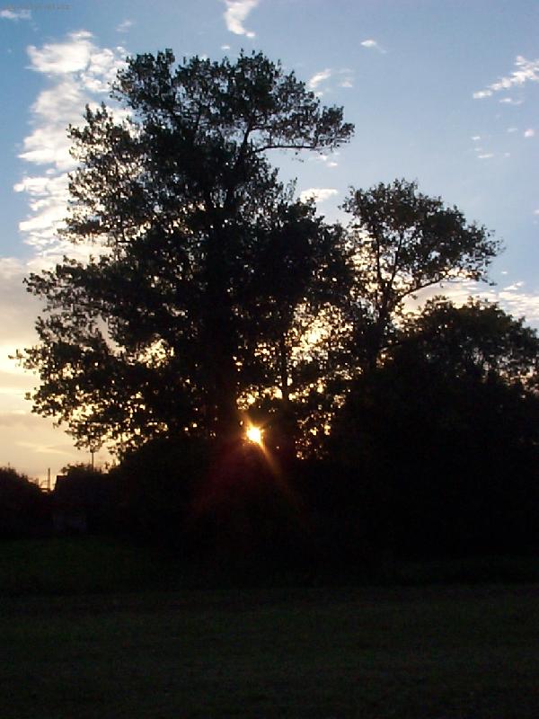 Foto: Slunce pohlcené stromem