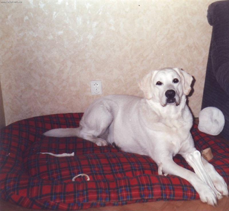 Foto: Akim-Můj pes Akim