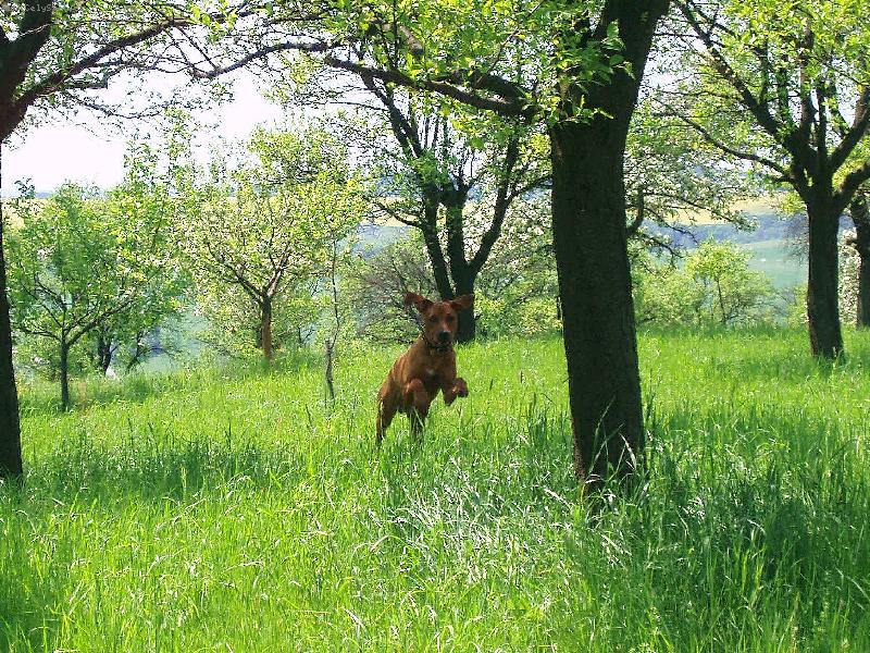 Foto: Spokojené psisko..