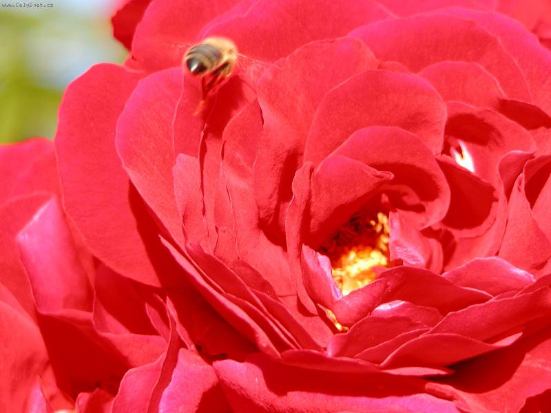 Foto: Zase o dům dál...-Jejich půvab je nepopsatelny..