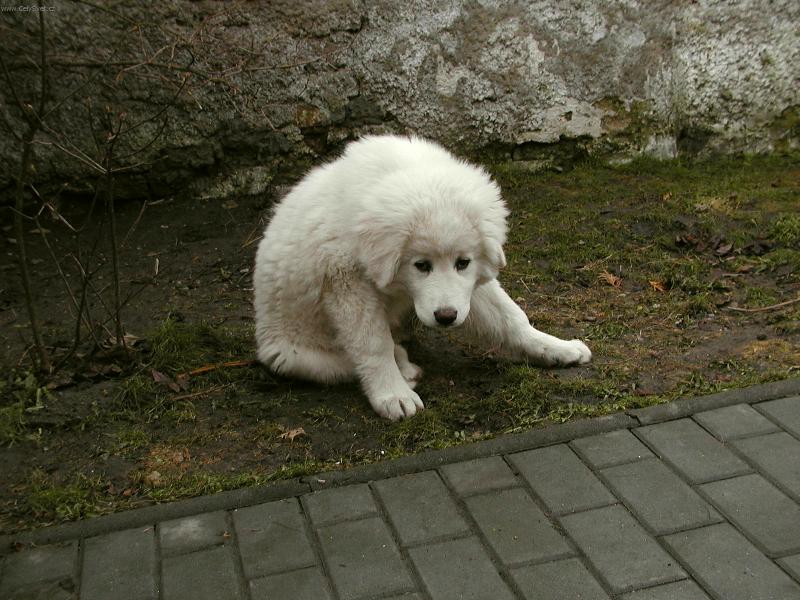 Foto: Dejte si na mě pozor, koušu