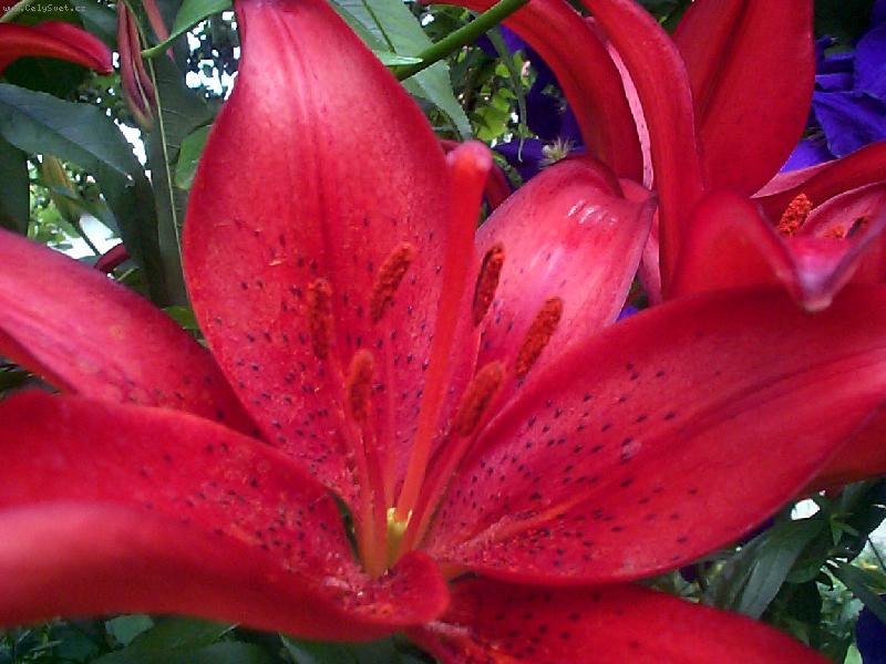 Foto: červené okouzlení