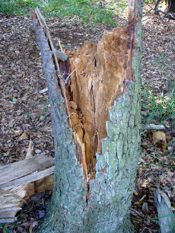 Foto: Zbytek lesa-Pařez